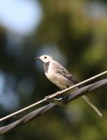   (Motacilla alba)